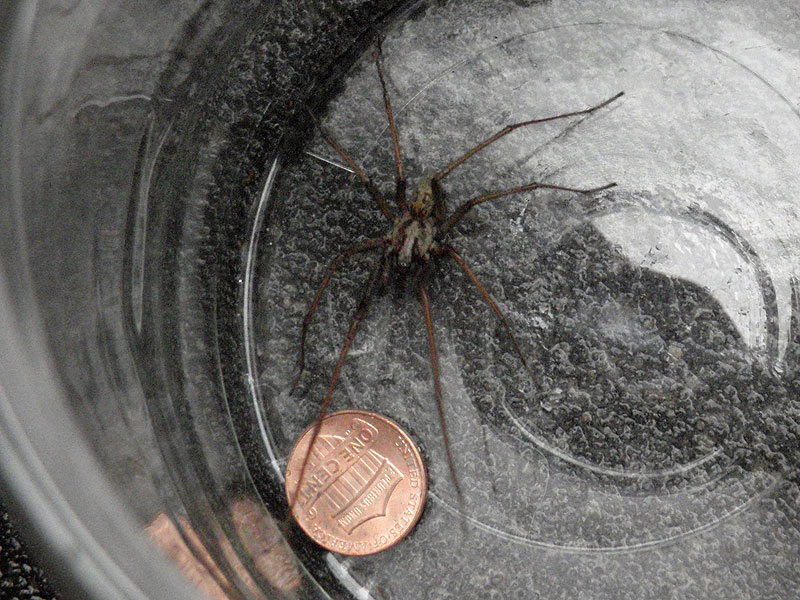 giant house spiders