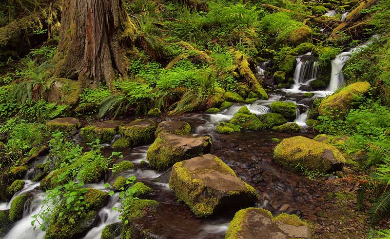 Clackamas River Trail 6/3 - Oregon Hikers