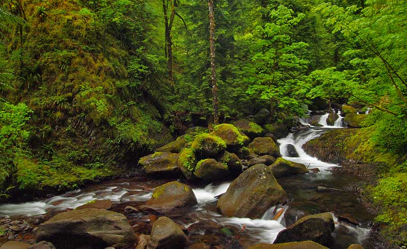 Mult-Wahkie Loop (June 15) - Oregon Hikers