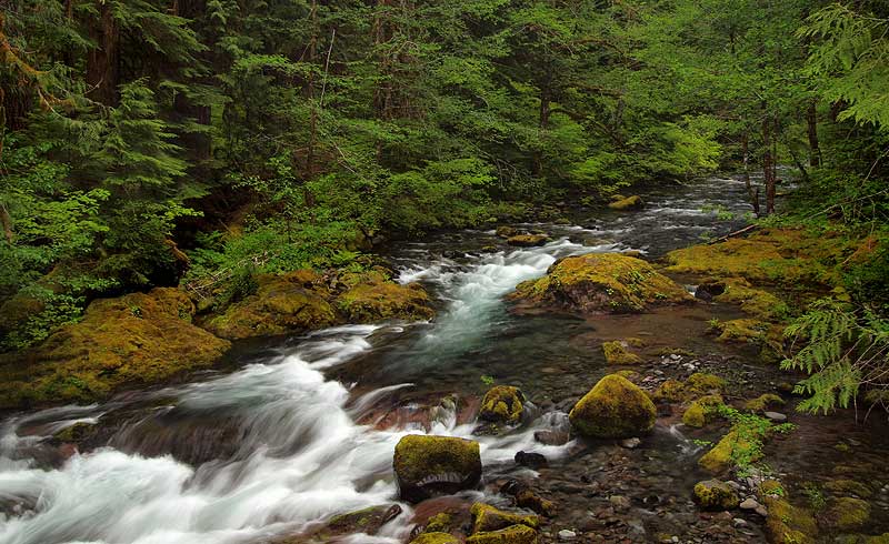 Bagby Hot Springs (June 19) - Oregon Hikers